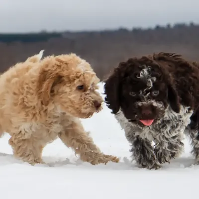 Chiot Lagotto Romagnolo