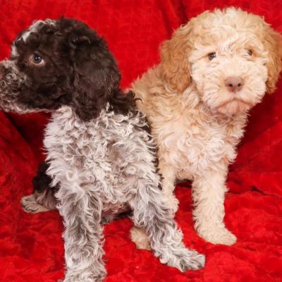 Chiot Lagotto Romagnolo