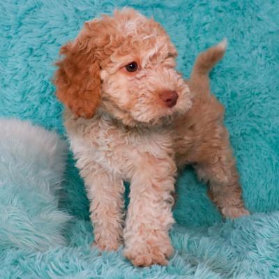 Chiot Lagotto Romagnolo