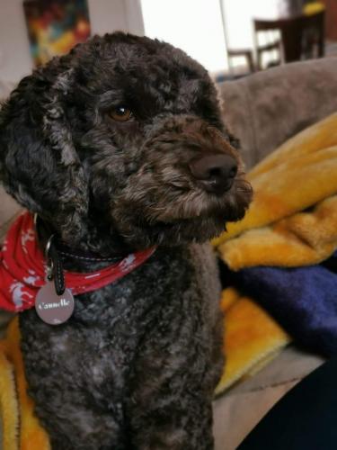 Lagotto Romagnolo brun