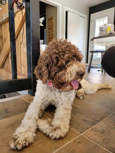 Lagotto Romagnolo brun et blanc